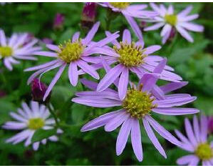 柳葉紫苑 柳葉紫苑