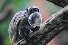 皇帝絹毛猴 皇帝絹毛猴