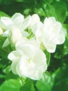 茉莉第三街 茉莉第三街