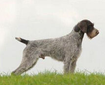 庇里牛斯嚮導犬