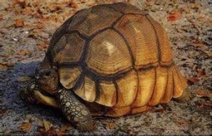 安哥洛卡龜 安哥洛卡龜