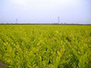 金葉水臘 金葉水臘