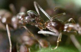 長腳沙漠螞蟻 長腳沙漠螞蟻