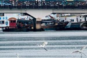 三亞河鳥類自然保護區