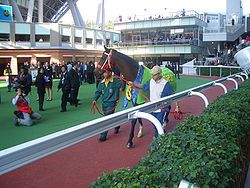 （圖）2009年1月1日香港賽馬會在沙田馬場為牛精福星舉行歡送儀式。