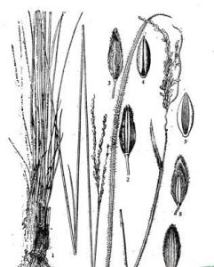 纖維馬唐(原變種) 纖維馬唐(原變種)