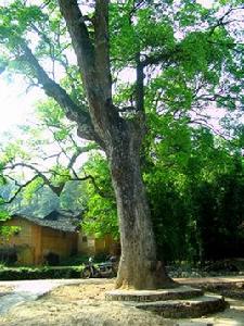 茶園鄉[興國縣下轄鄉]