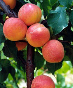 早紅蜜杏 早紅蜜杏