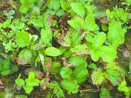 草莓綠色花瓣病