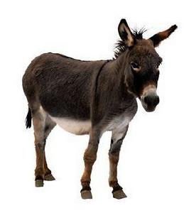 巴延三毀驢香館 巴延三毀驢香館