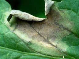 番茄晚疫病 番茄晚疫病