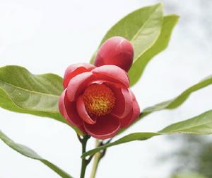 越南抱莖茶 越南抱莖茶