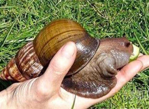 中國外來入侵物種