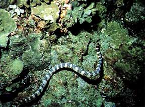 青環海蛇