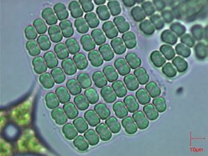 中華平裂藻 中華平裂藻