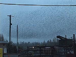 在薩克拉門托東部鄉村，龐大的歐洲椋鳥群鋪天蓋地而來。