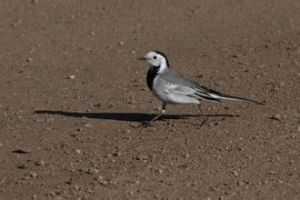 白鶺鴒東北亞種 白鶺鴒東北亞種