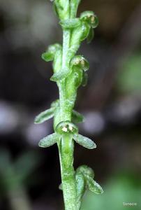 小兜蕊蘭 小兜蕊蘭