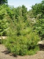 短葉馬尾松 短葉馬尾松