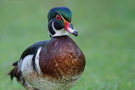 半晚成鳥 半晚成鳥