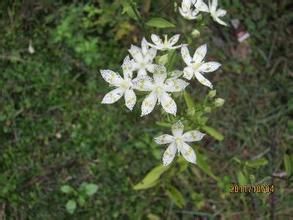 細瘦獐牙菜 細瘦獐牙菜