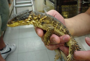 被誤解的半趾蜥蜴 被誤解的半趾蜥蜴