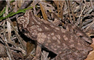 掛墩角蟾 掛墩角蟾