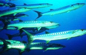 叉尾帶魚 叉尾帶魚