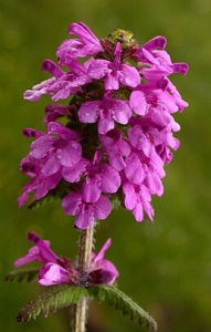 寬葉四川馬先蒿 寬葉四川馬先蒿