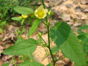 粘毛黃花稔 粘毛黃花稔