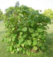 湖南山麻桿 湖南山麻桿