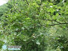 酸梨[木梨異名]