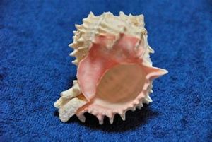 紫堡花仙螺 紫堡花仙螺