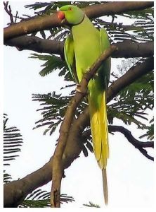 紅領綠鸚鵡
