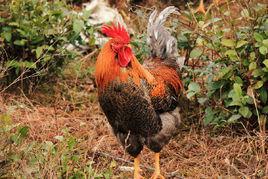 石門土雞 石門土雞