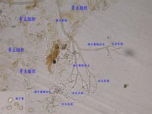 硫色霜霉 硫色霜霉
