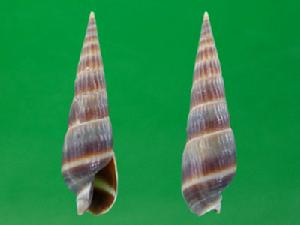 雙層筍螺