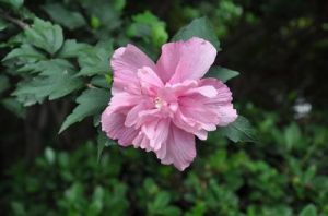 粉紫重瓣木槿 粉紫重瓣木槿