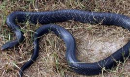 森林王蛇 森林王蛇