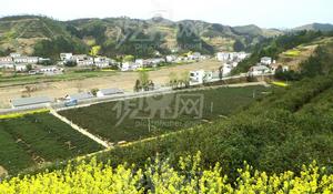 前進村[廣東省肇慶市懷集縣冷坑鎮前進村]