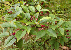 毛萼粉葉栒子 毛萼粉葉栒子