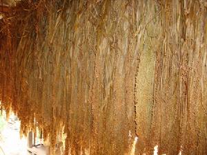 （圖）特色雜糧