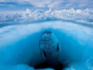 環斑海豹 環斑海豹