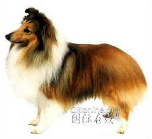 小型蘇格蘭牧羊犬