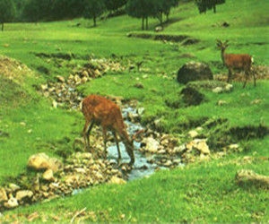 伊春金山屯白山狩獵場 伊春金山屯白山狩獵場