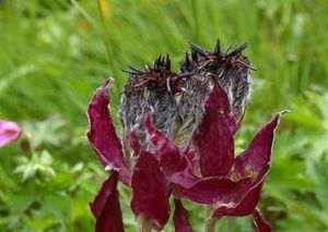 下延風毛菊 下延風毛菊