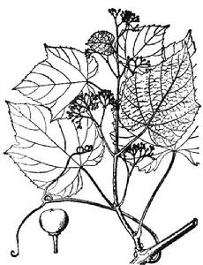 變種光葉蛇葡萄 var. m...