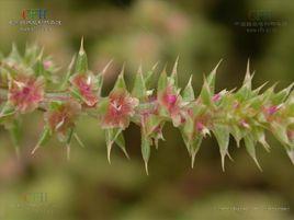 刺沙蓬[刺沙蓬]