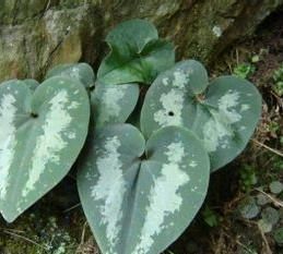 紫背細辛 紫背細辛