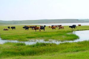 察汗淖爾草原度假村